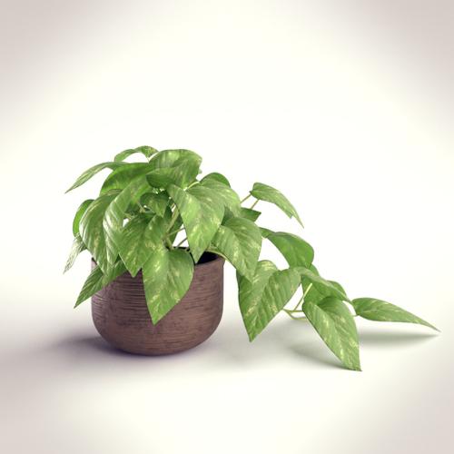 Indoor Plant In A Pot preview image